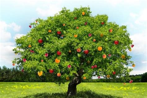 Rüyada Meyve Ağacı Görmek